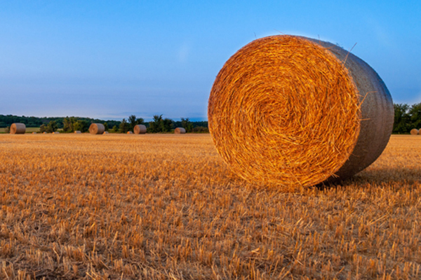 round hay bales