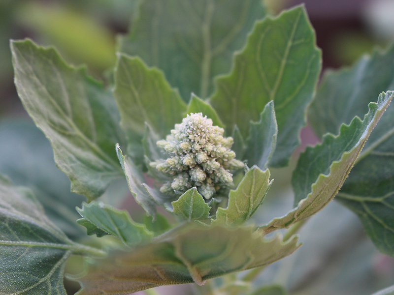 Top of a quinoa plant with buds before flowering