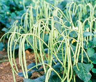 Bush type vegetable cowpea are an important, high-protein legume crop