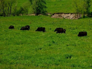 cows at stream