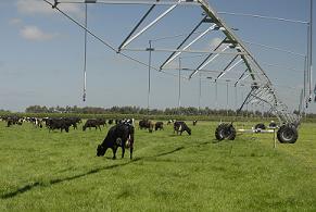 cows grazing next to a stationary Centre Pivot irrigator.