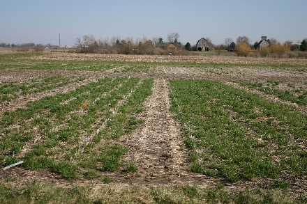 Self-Seeding Cover Crops