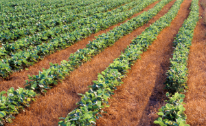 soybean field