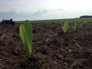 Crop sprouting