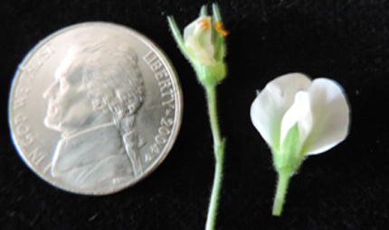 Chickpea flower