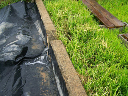 There are two strips of rice plants on the right and a black plastic tarp covering a section to the left