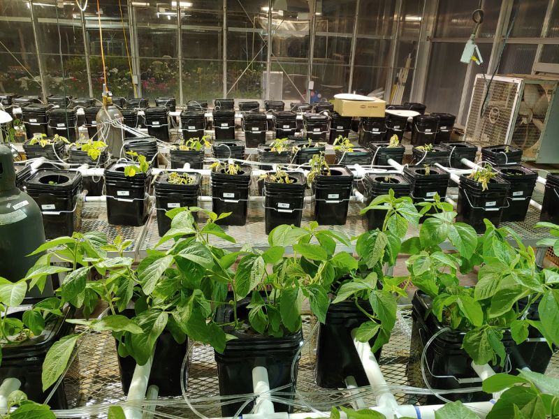 dozens of soybean plants in containers in various growing conditions in greenhouse