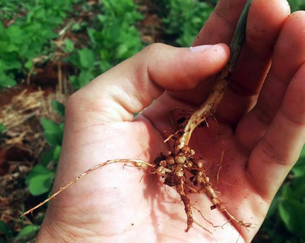 Hand holding soy roots with bacterial nodules