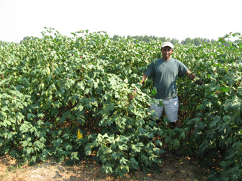 No-till cotton in study field