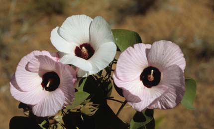 Cotton flower