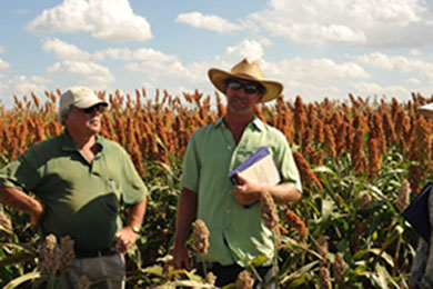 Researchers in commercial breeding nursery of sorghum