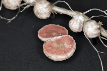 A soybean root nodule cut open to show healthy pink interior