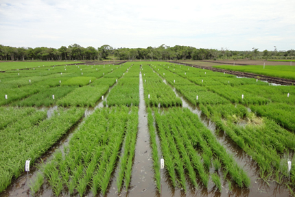 View on young rice plants in field, with white tags identifying different plots