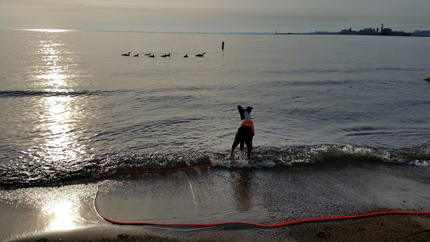 Dog with red working vest and leash standing in Lake Michigan, gulls farther out on waves