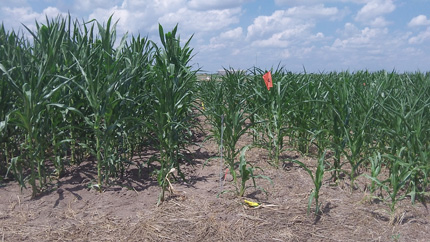 Comparison  of cover crop and no cover crop corn