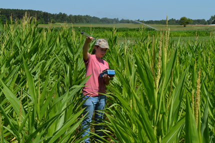 Measuring corn growth