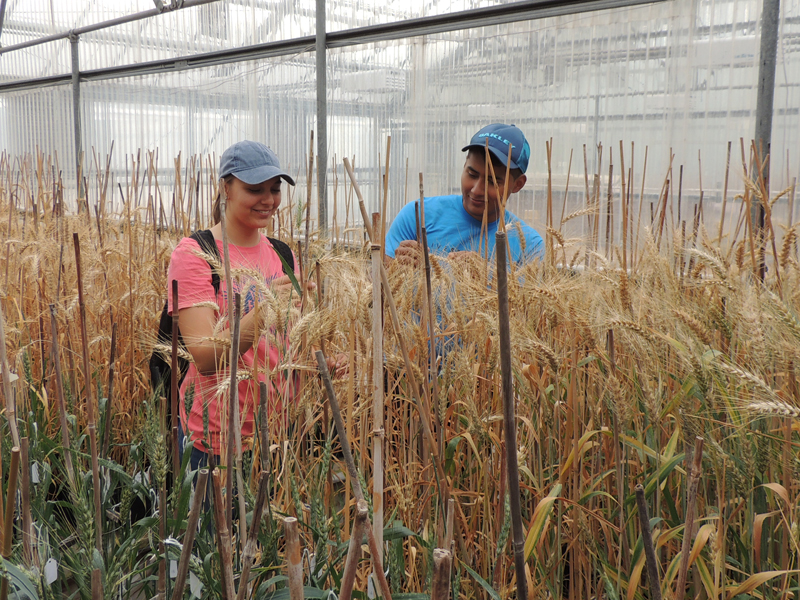 Students examine wheat in greenhouse.