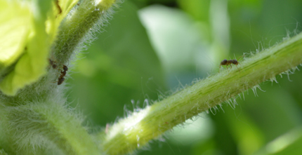 ant on sunflower