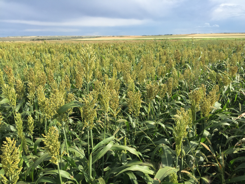 field of sorghum crops