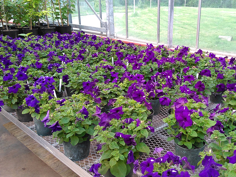 purple petunias growing in greenhouse