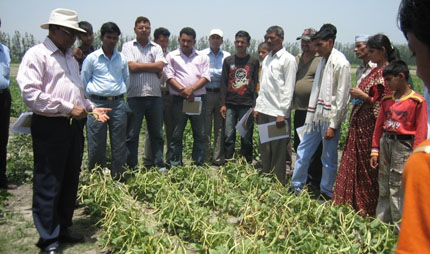 Singh in cowpea field in India with researchers and growers