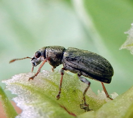 Close-up photo of a green bean weevil feeding on a leaf.