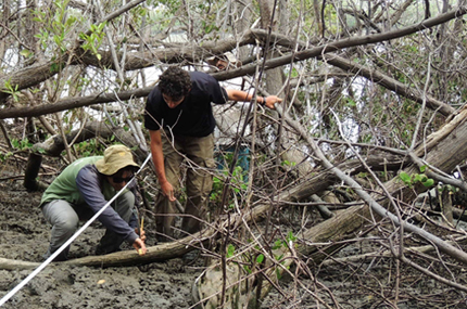 Two scientists measuring blue carbon stock in mangrove soils