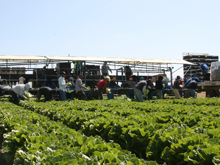 Workers in field with big wagon.