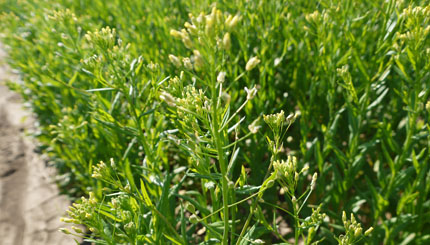 Flowering camelina