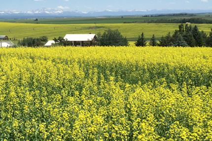 Canola field 