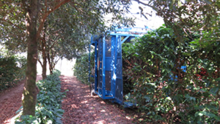 Harvesting coffee with macadamia trees nearby