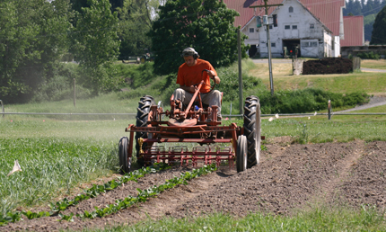 Cultivating lettuce in organic farm field