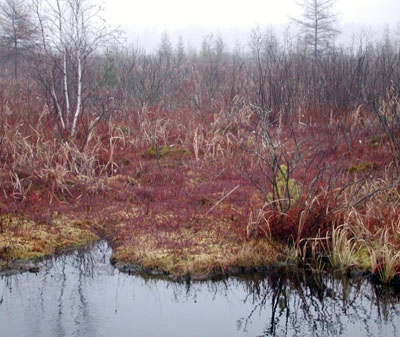 Low-growing red-leafed plants, wild cranberries, growing wild in a bog with birch and other trees nearby.