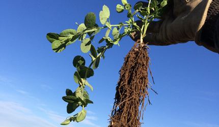 Prolific root growth on autumn-sown pea before winter arrives