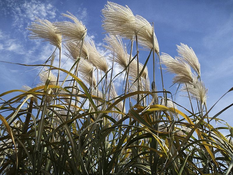 miscanthus flowering against sky