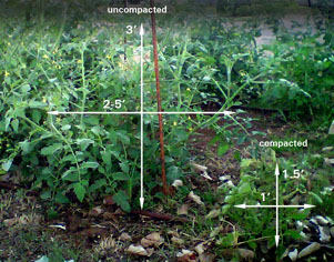 Tomato plants comparison with different hole digging 