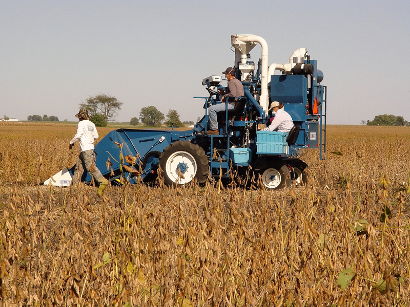 Combine harvesting soybeans in test plot