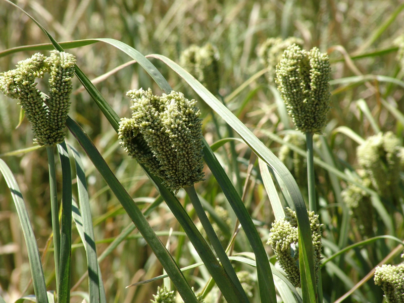 closeup of finger millet plants