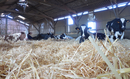 Holstein dairy cows with wheat straw bedding