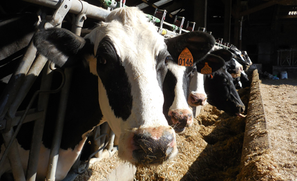 Holstein dairy cows in barn, feeding