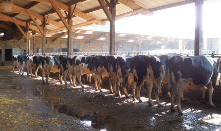 Holstein dairy cows in barn, with feces and urine.