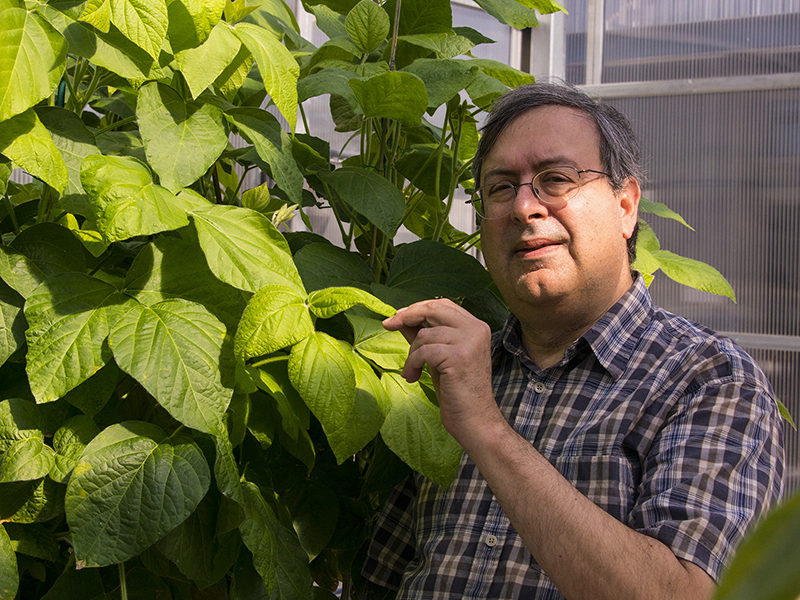 Eliot with soybean plants