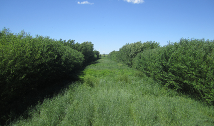 Alley crop system with willow, poplar, and perennial biomass crops