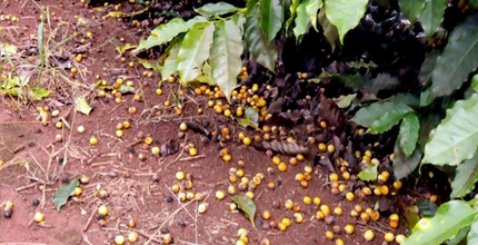 Yellow coffee berries on the soil near a low coffee tree