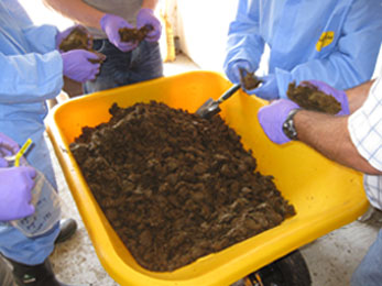 Manure ready to compost