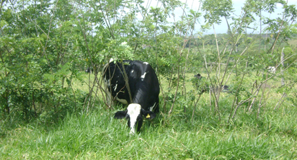 Cow in tree and pasture grazing system, silvopasture