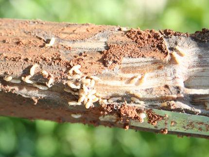 Hard-working termites crucial to forest, wetland ecosystems | American ...