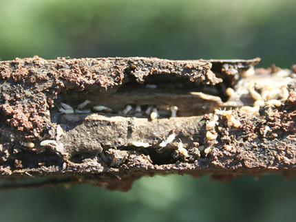 Hard-working termites crucial to forest, wetland ecosystems | American ...