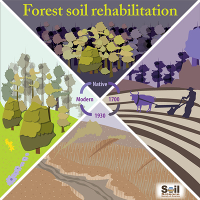 Cartoon infographic divided into four parts to show native forest full of trees, 1700 with land cleared for plowing, 1930 with soil degrading, and modern with soil covered by a lower canopy and taller trees.