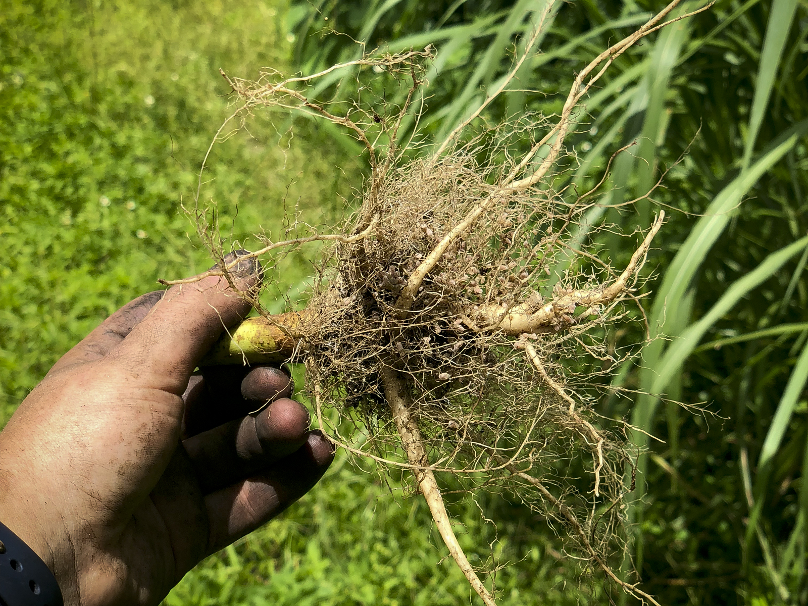 nodules on sunn hemp roots